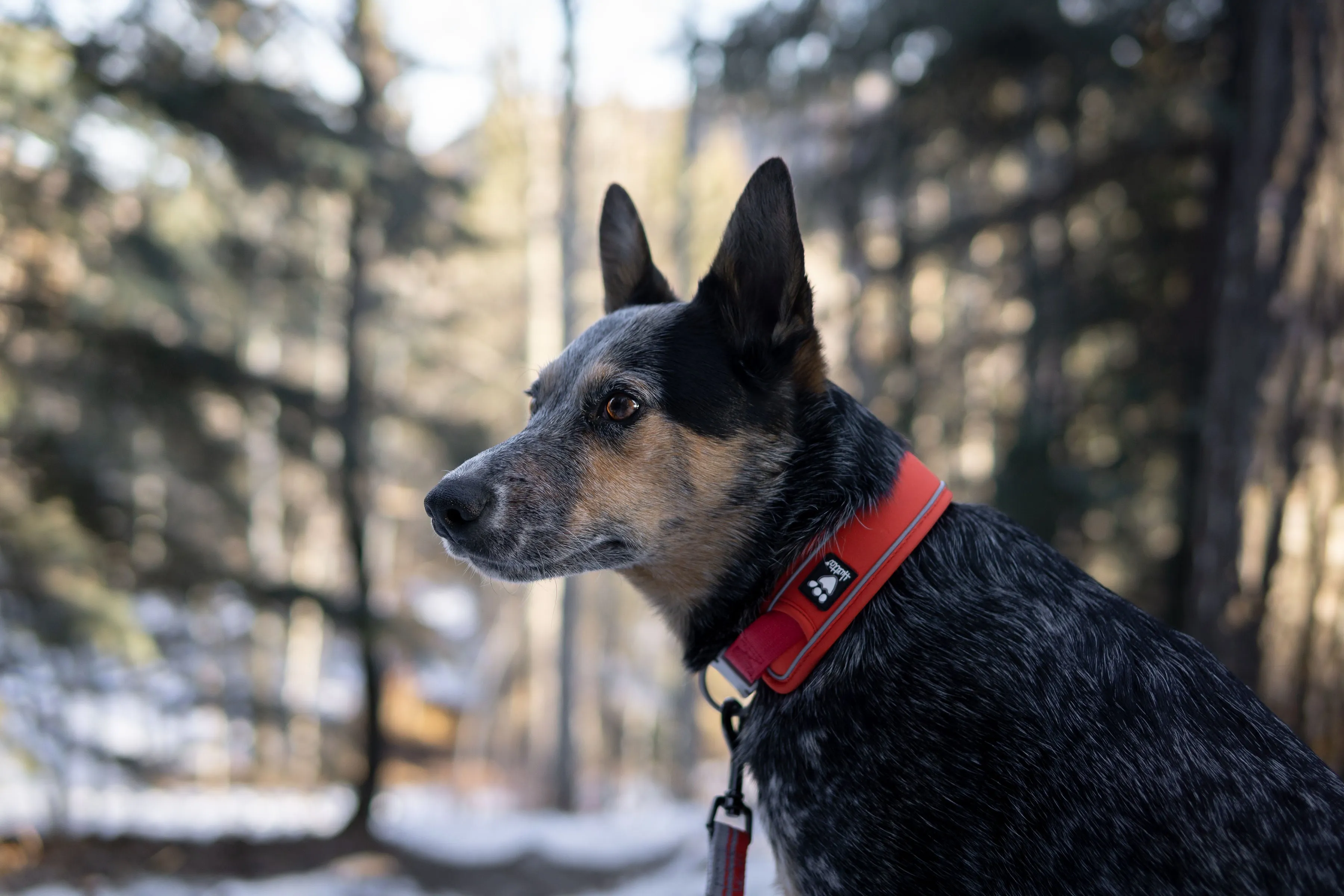 Hurtta Dog Collar: Weekend Warrior Eco, Rosehip